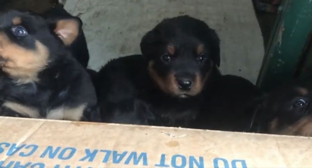 Продам шенков ротвейлера