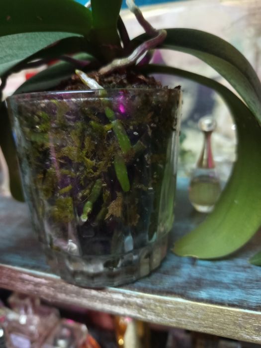 Орхидея фаленопсис