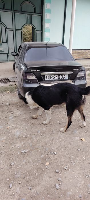 Nexia 2 1.6 rangi qora