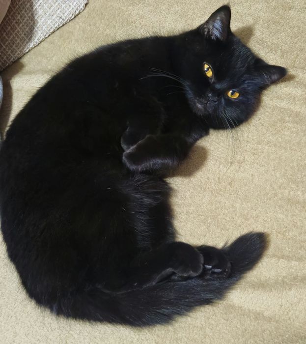 Породистые котята