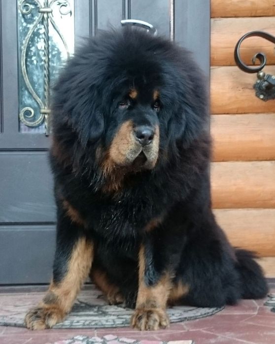 Тибетский Мастиф