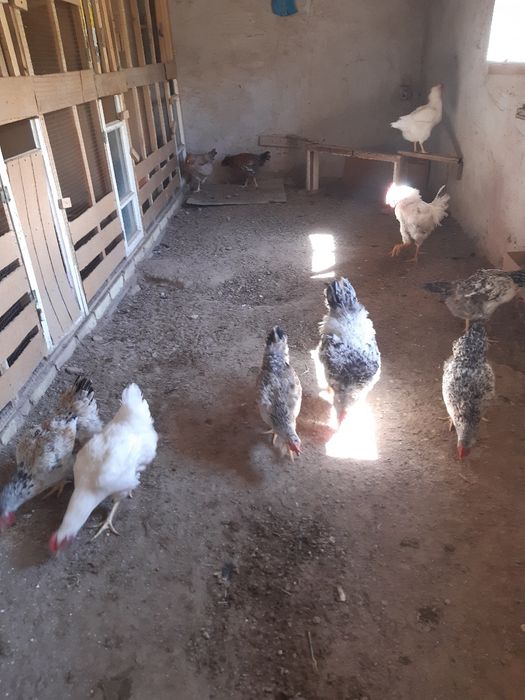 Россия зотдор товук тухумлари