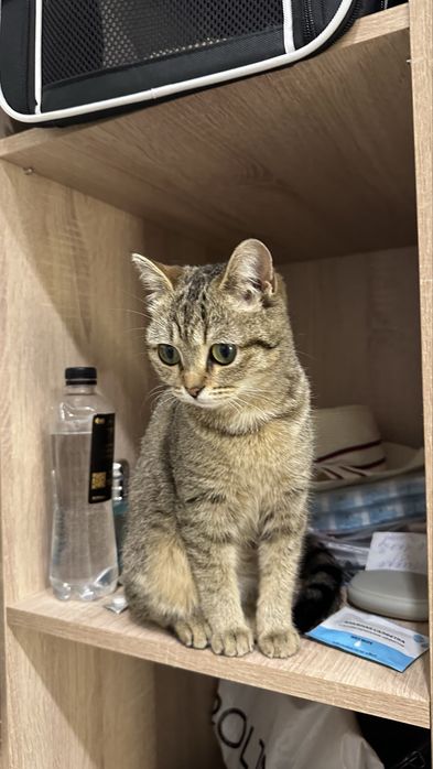 Кошечка в любящую семью