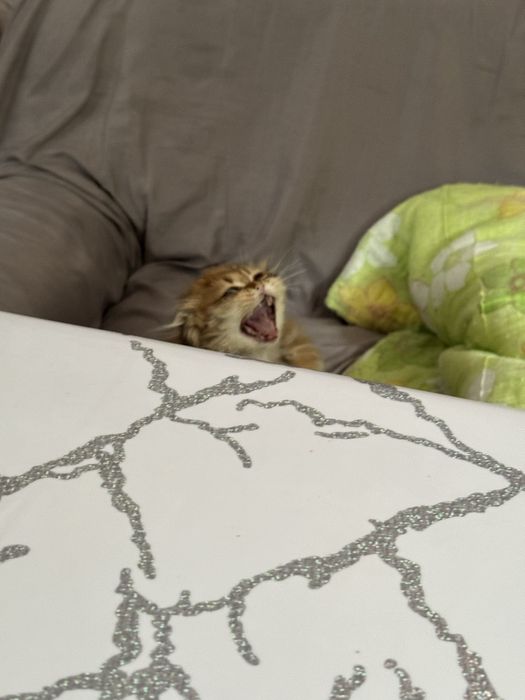 Отдам котенка в надежные руки