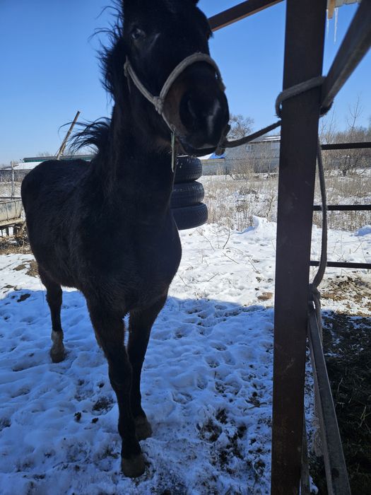 Кобылка классных кровей