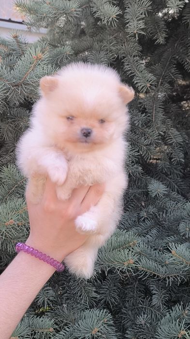 Кукольный мальчик померанского шпица