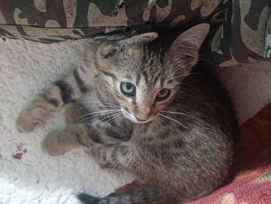 Котенок мальчик в добрые руки