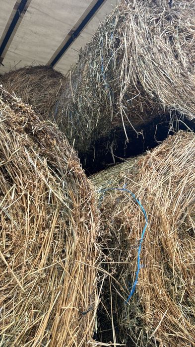 Baloti lucerna sau Fan.Rotunzi 40.Drept.500.Ferma de închiriat.