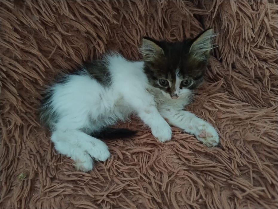 Отдам котят в добрые руки Бесплатно