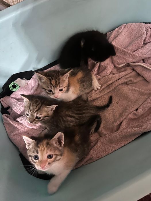 котенок Мысыктын балалары бар