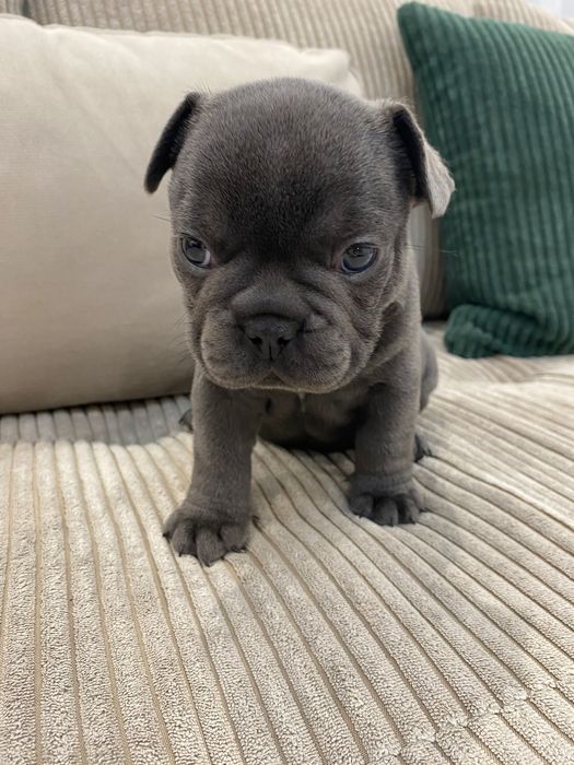 Френски булдог - френски булдочета