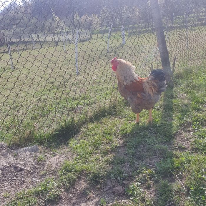 Cocoși de vânzare!