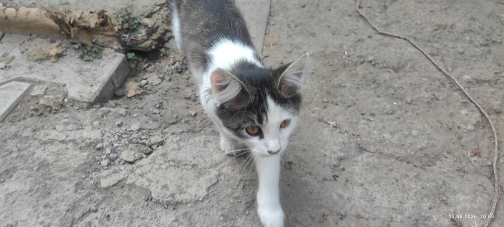 Котенка отдам подкинули нам