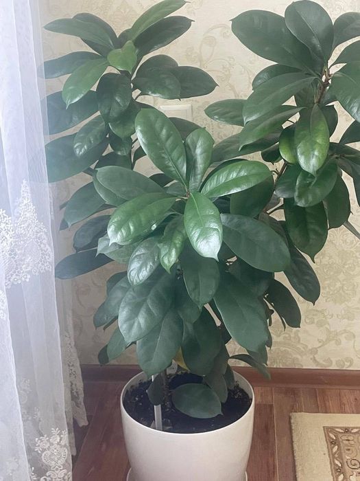 Комнатное растение фикусы