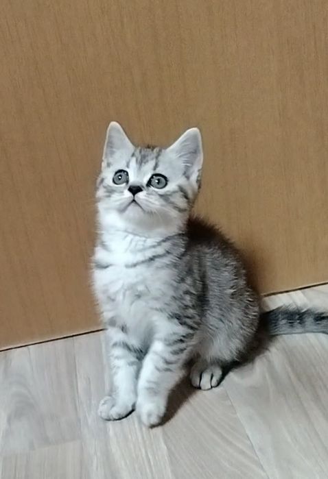 Скоттиш страйт. Котик.