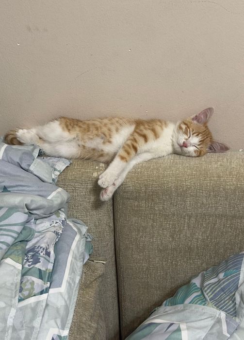 Алматы.Котенок,мальчик