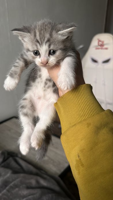 Котятки ищут дом