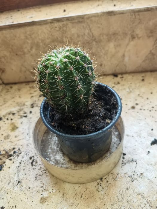 , Продавам Зефирантес, кактус червено Змийче, Агаве,