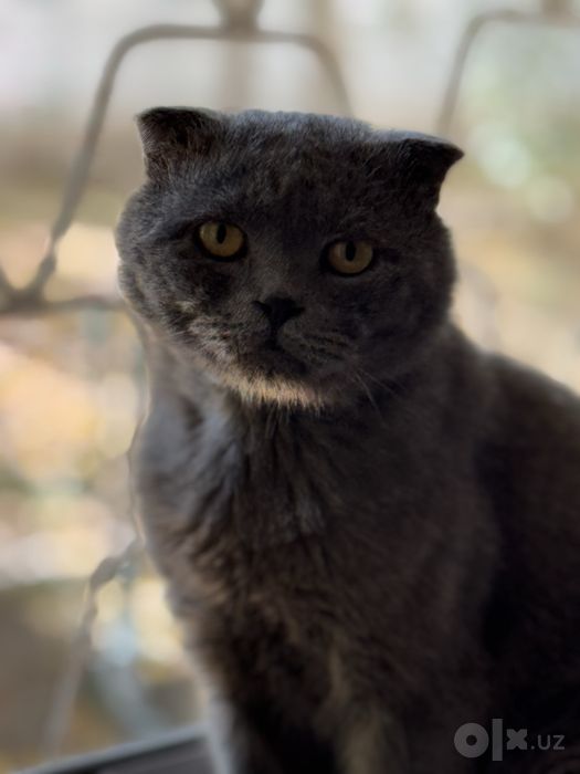 Шотландский вислоухий кот