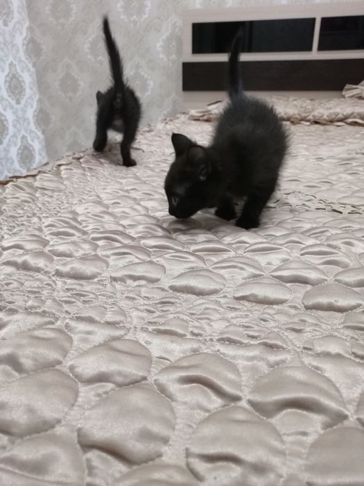 Отдам котёнка в хорошие руки