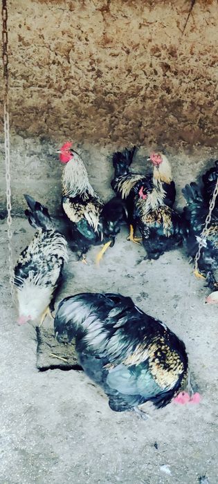 Cocosi Araucana de vanzare