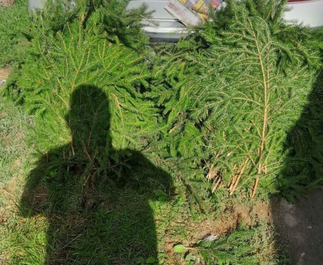 Brazi naturali pentru nunta