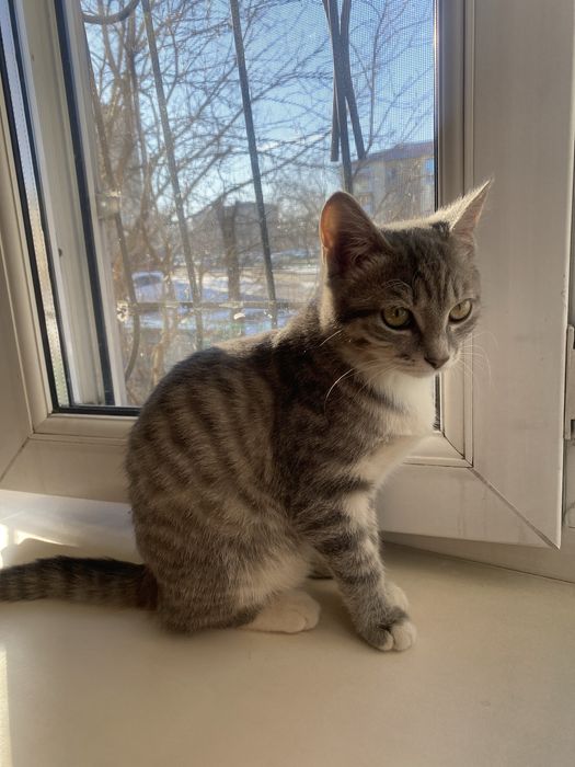 Кошка европейская короткашерстная