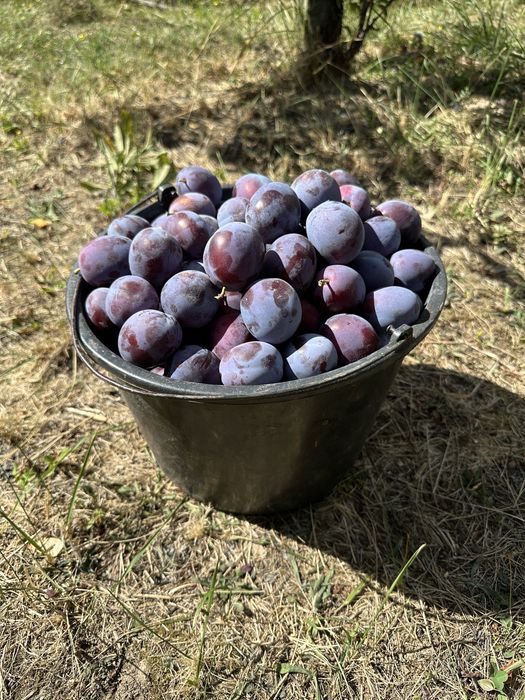 Vand prune Anna Spath