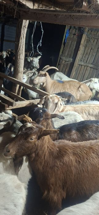 Vând capre fatate și gestante.