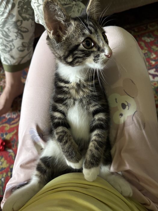 Котенок/мальчик.