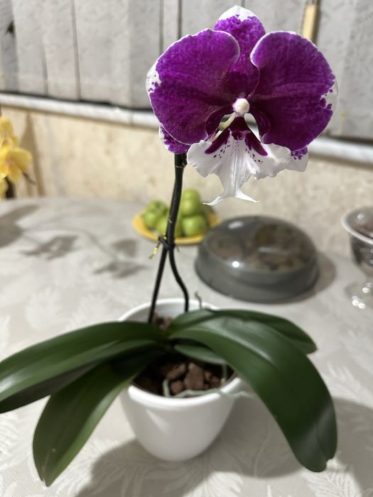 Продается архидея