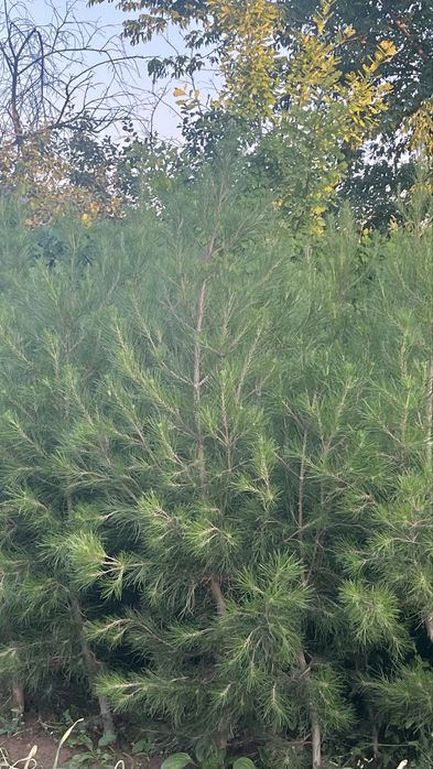 Елка, ел арзан багада