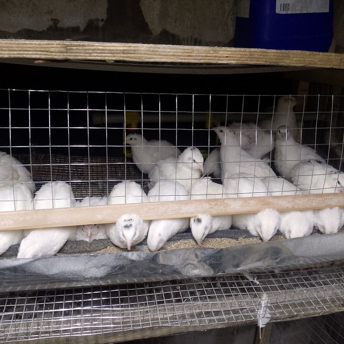 Клетка для перепелов