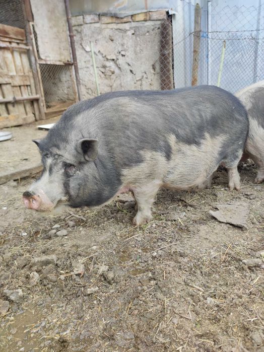 Виетнамски прасе