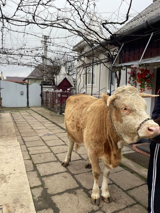 Junincă - la prima fătare