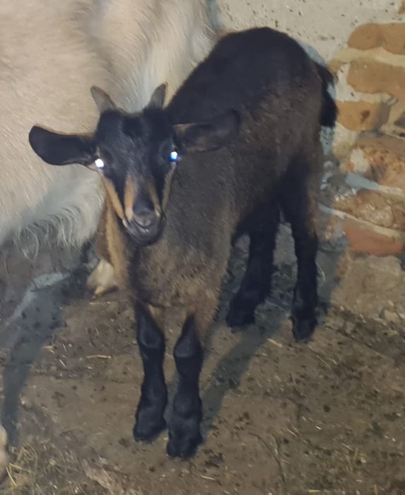 Capră cu doi iezi
