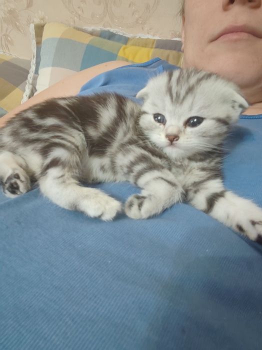 Вислоухие котята