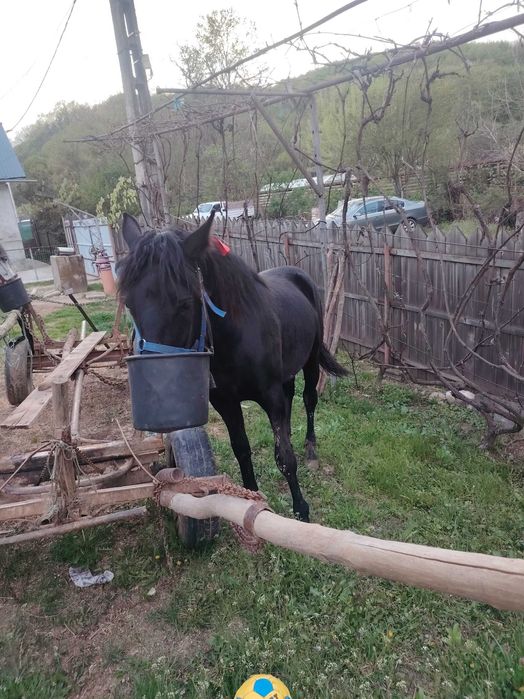 Iapă cu mânz de o săptămână și o mânză de un an de vânzare