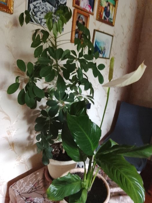 Цветы комнатные  разные