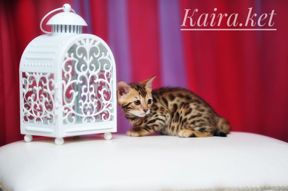 Бенгальские котята