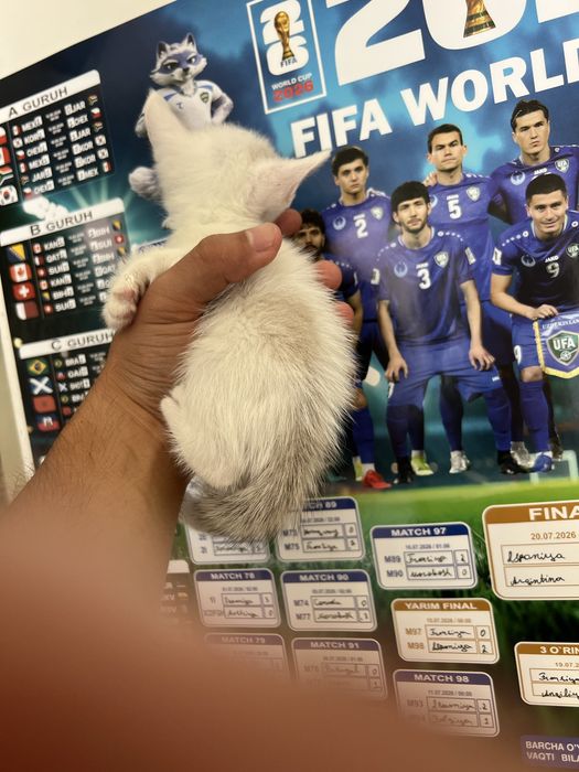 Regdoll 6 ta bolasi