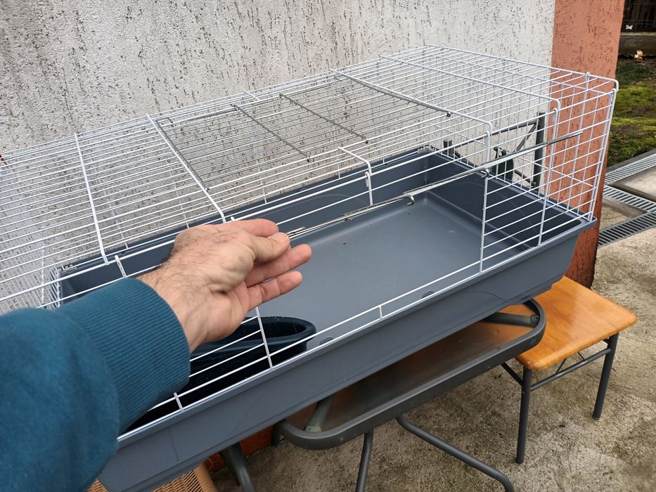 Iepuri pitici mini cap de leu si custi