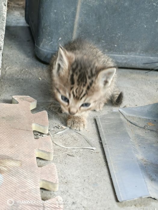 Отдам даром котят