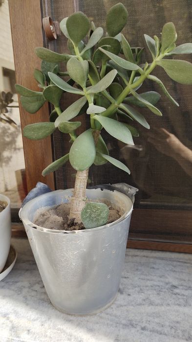 Продается денежное дерево. Цена от 35 000 сум до 170 000 сум