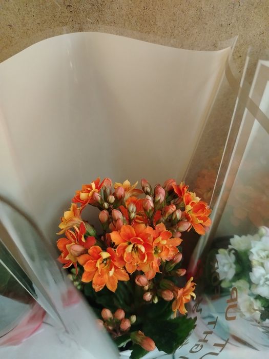 Пеперомия выращено в Казахстане