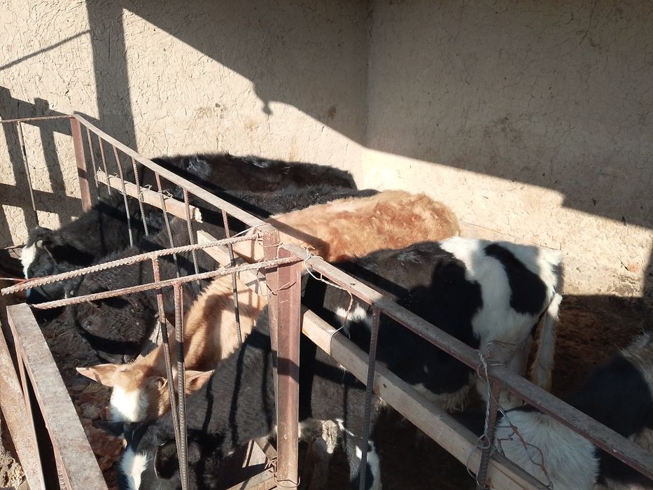 Бузаулар сатылады