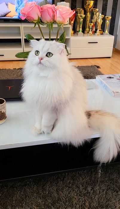 Scottish straight longhair pedigreecu un farmec rar
