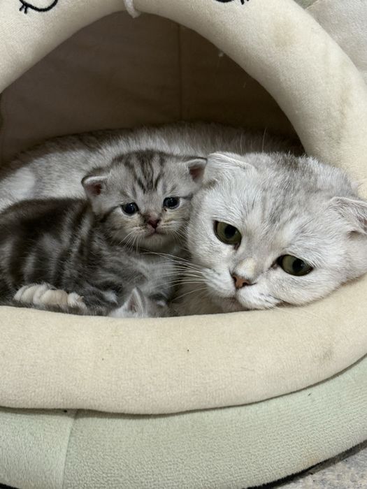 Продам котят. Осталась 2 девочки
