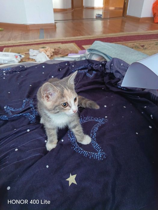 Котята отдам в хорошие руки