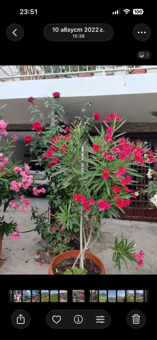 Продавам 4 броя олеандри